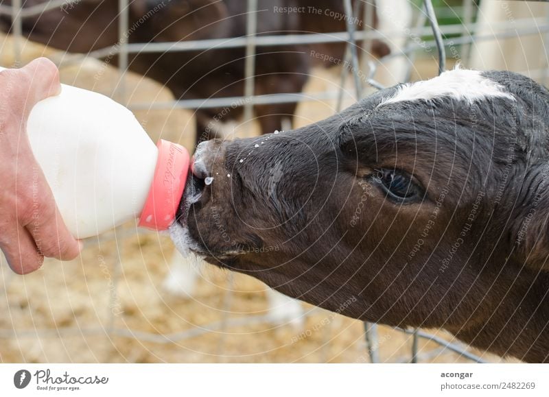 Little baby cow feeding from milk bottle. Bottle Baby Hand Animal Farm animal Cow 1 Baby animal Feeding Sweet agricultural agriculture calf Farmer Horizontal