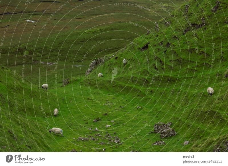 Sheep graze on a hill on the Isle of Skye in Scotland Animal Farm animal Wild animal Group of animals Herd Green High plain Hill Mountain Flock Agriculture