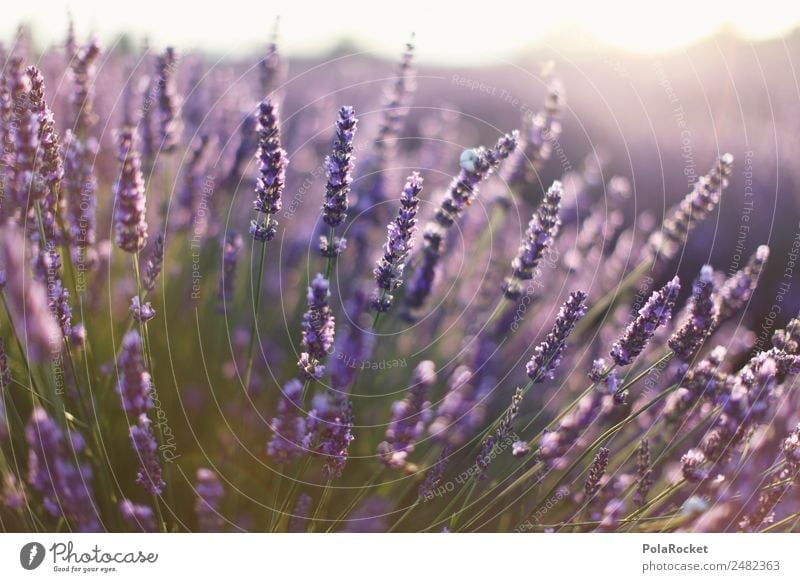 #A# Lavender Sun Environment Nature Landscape Plant Esthetic Lavender field Lavande harvest France Provence Violet Blossoming Green pastures Many Fragrance