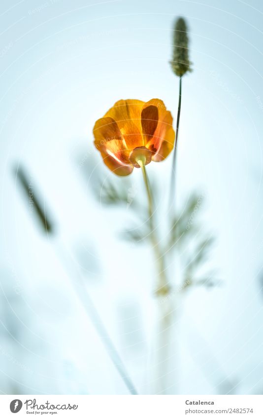 Poppy blossom from a frog's perspective Nature Plant Sky Summer Flower Grass Leaf Blossom Grass blossom Garden Meadow Blossoming Faded pretty Blue Green Orange