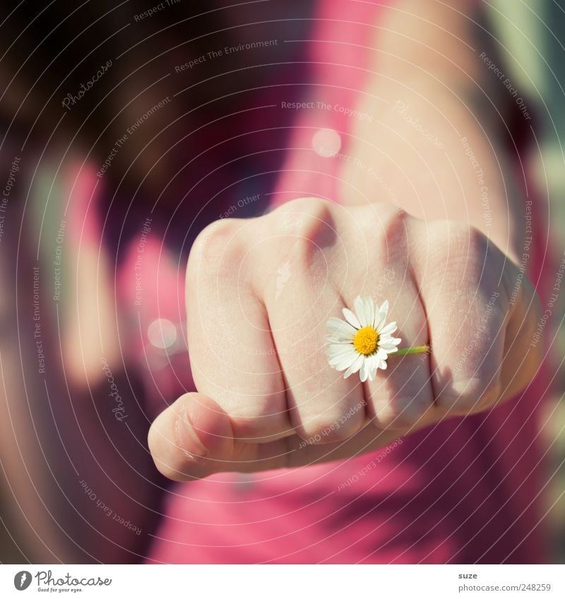 women's boxing Skin Human being Feminine Young woman Youth (Young adults) Woman Adults Arm Hand Fingers 1 Nature Flower Fight Pink Force Fist Boxing Daisy