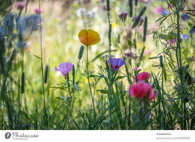 A kettle of colorful meadow flowers. Nature Plant Summer Flower Grass Leaf Blossom Poppy blossom Grass blossom Mallow plants Garden Meadow Blossoming Fragrance