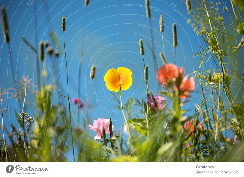 Flower meadow with yellow poppy blossom Nature Plant Cloudless sky Summer Beautiful weather Grass Leaf Blossom Foliage plant Wild plant Poppy Grass blossom