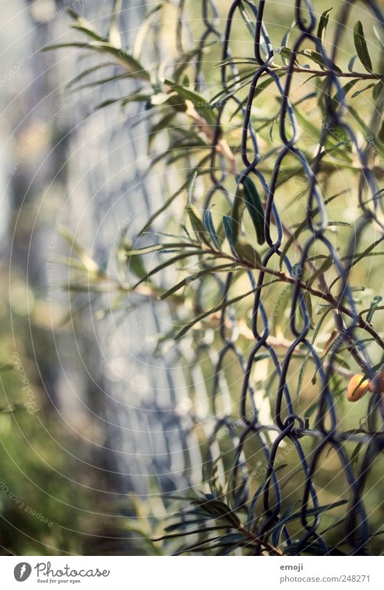 wickerwork Nature Plant Summer Beautiful weather Bushes Garden Natural Green Hedge Fence Wire netting fence Wire fence Colour photo Exterior shot Close-up
