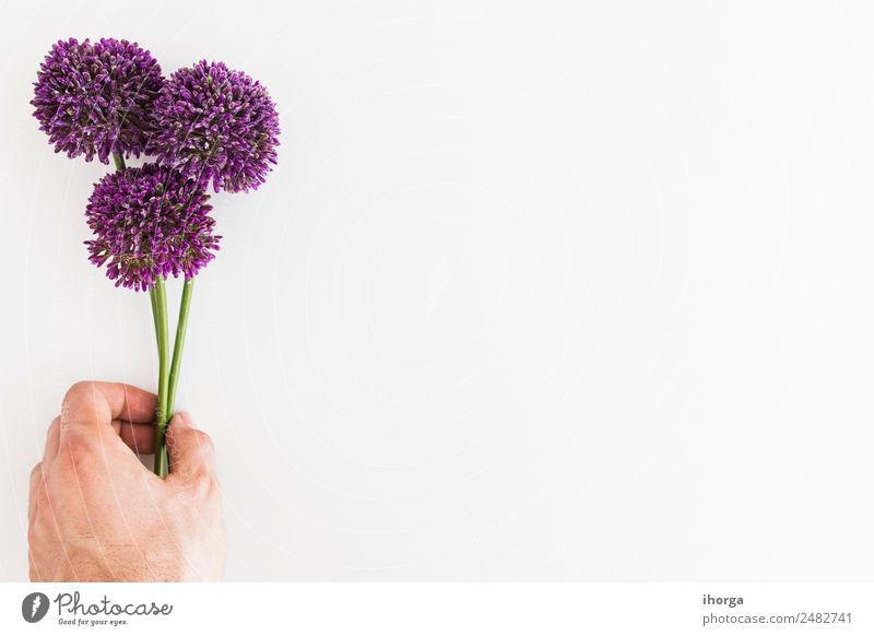 Allium isolated on white background with human hand Herbs and spices Elegant Beautiful Garden Decoration Hand Fingers 1 Human being Nature Plant Flower Natural