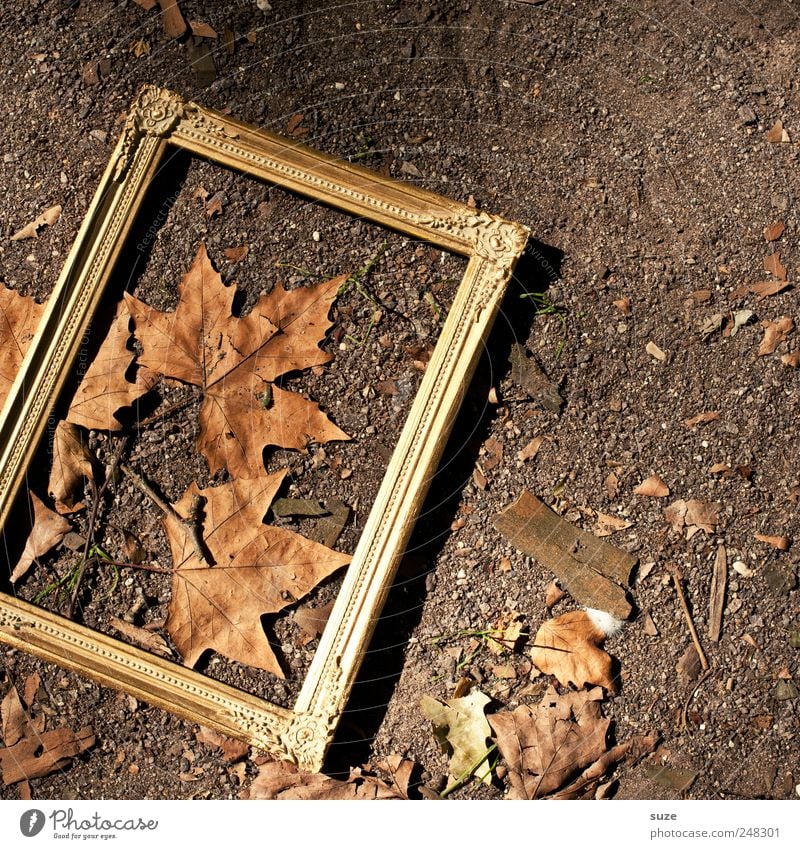 autumn picture Environment Nature Autumn Beautiful weather Leaf Exceptional Dirty Natural Brown Gold Autumn leaves Ground Picture frame Frame Noble Bronze