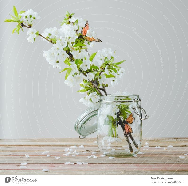 Cherry blossom branch with butterfly ornaments in glass jar Design Beautiful Harmonious Interior design Decoration Table Nature Plant Tree Flower Leaf Blossom
