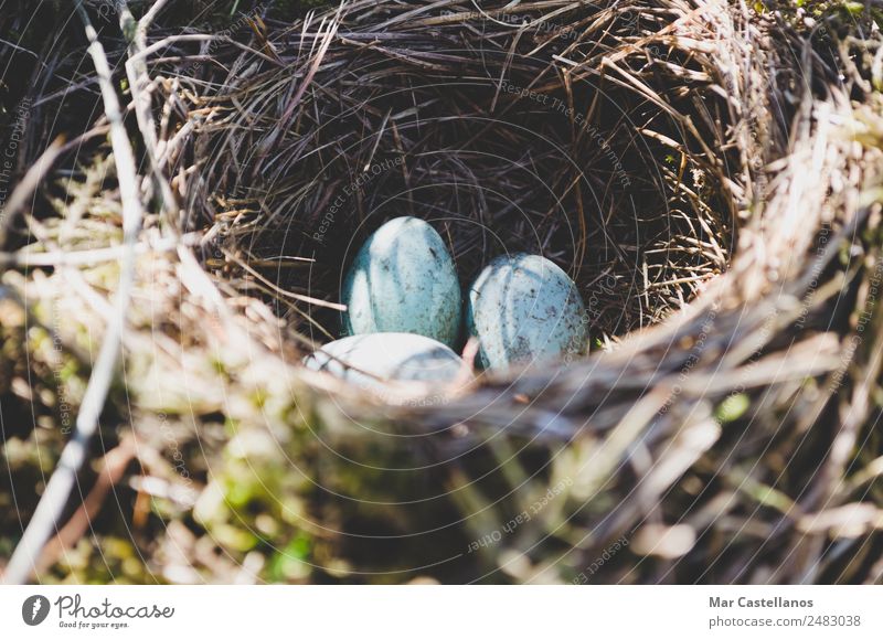 Nest with wild blue eggs. Close-up front view. Summer Environment Nature Animal Forest Bird Flying Fresh Small Natural Wild Blue Green Feeble fall wildlife
