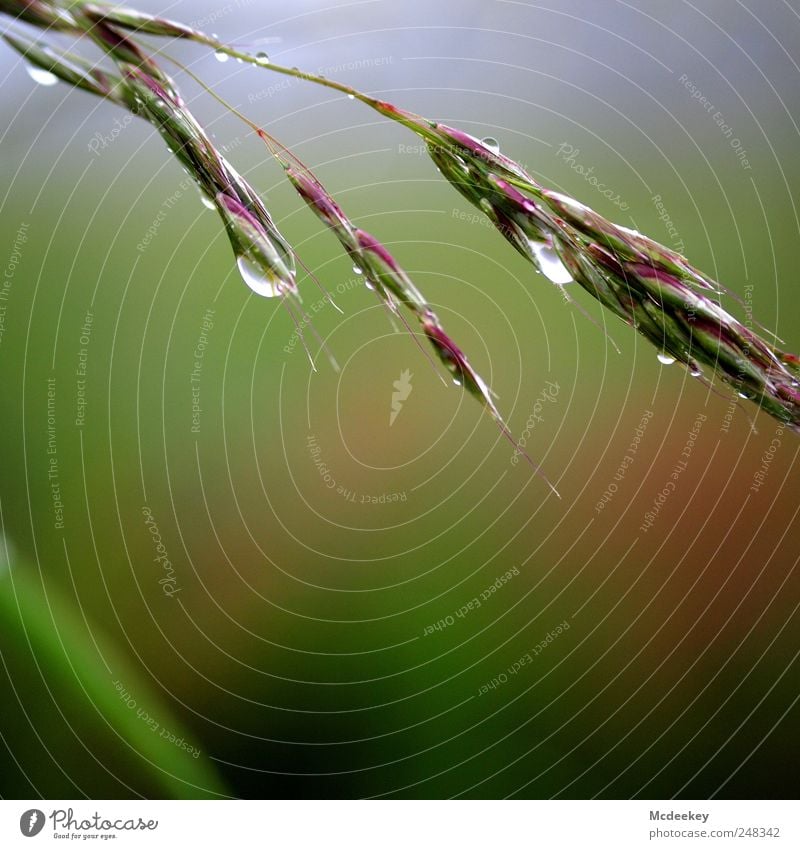 natural mirror Environment Nature Landscape Plant Drops of water Summer Fog Grass Blossom Field Wet Natural Clean Point Blue Brown Multicoloured Gray Green