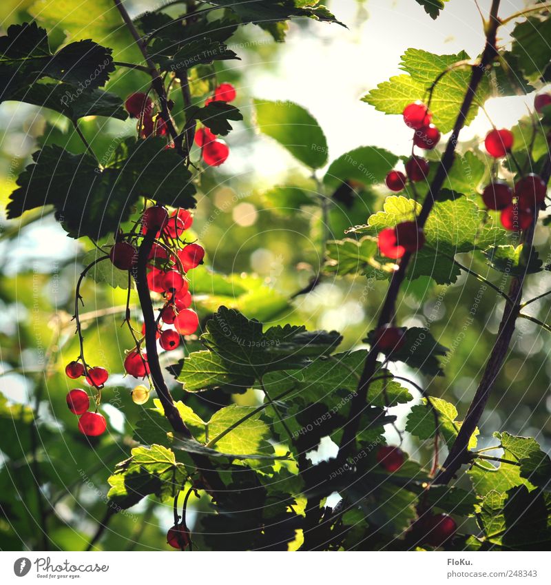 Wild currants Fruit Environment Nature Plant Sunlight Summer Bushes Leaf Foliage plant Fresh Healthy Delicious Round Juicy Green Red Redcurrant Berries