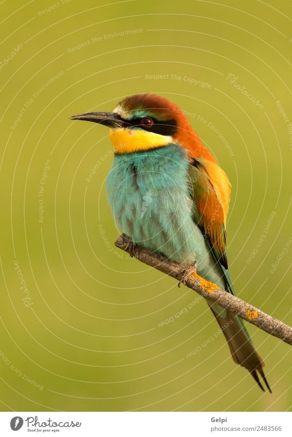 Portrait of a colorful bird Exotic Beautiful Freedom Nature Animal Bird Bee Glittering Feeding Bright Wild Blue Yellow Green Red White Colour wildlife bee-eater