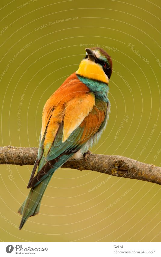 Portrait of a colorful bird Exotic Beautiful Freedom Nature Animal Bird Bee Glittering Feeding Bright Wild Blue Yellow Green Red White Colour wildlife bee-eater