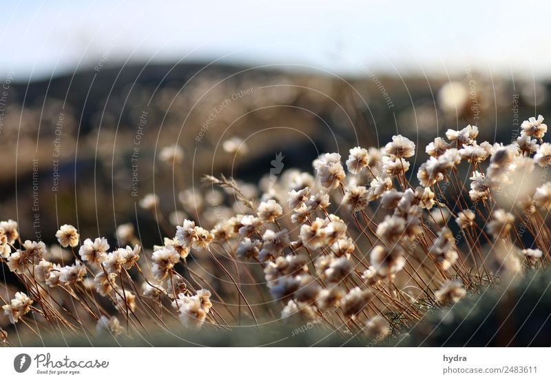 withered cloves on moss on a skerry in Sweden Relaxation Summer Sun Nature Plant Beautiful weather flowers Common thrift Meadow Coast Bay Fjord Skerry