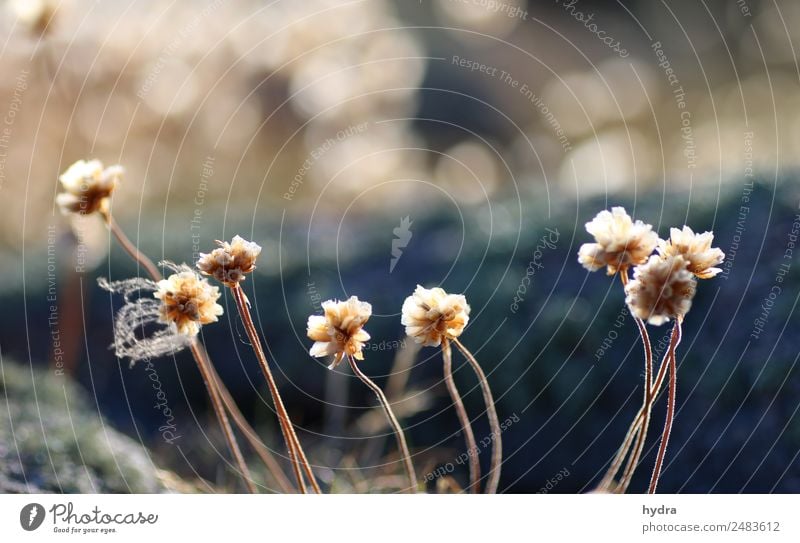 withered cloves on moss on a skerry in Sweden Harmonious Calm Nature Landscape Plant Earth Sunlight Summer Beautiful weather Drought flowers bleed Common thrift