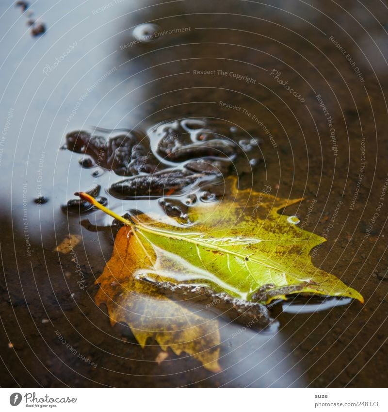 leaf Environment Nature Landscape Water Autumn Leaf Authentic Wet Natural Beautiful Emotions Moody Seasons Colouring Puddle Early fall November mood October