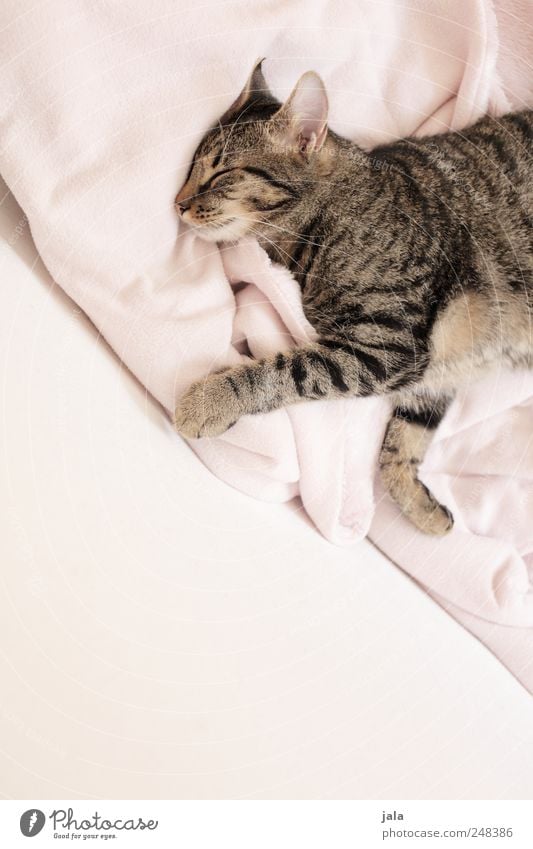 daydreamers Animal Pet Cat Domestic cat 1 Lie Sleep Dream Trust Safety Safety (feeling of) Sympathy Relaxation Colour photo Interior shot Deserted