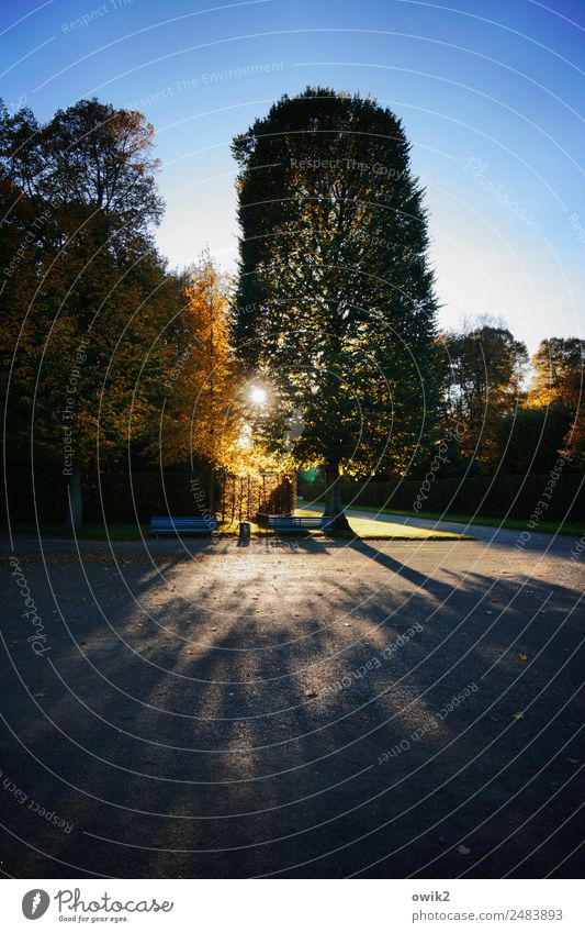 Hanoverian Environment Nature Landscape Plant Cloudless sky Sun Autumn Beautiful weather Tree Park Meadow Hannover Herrenhäuser Gardens Tourist Attraction