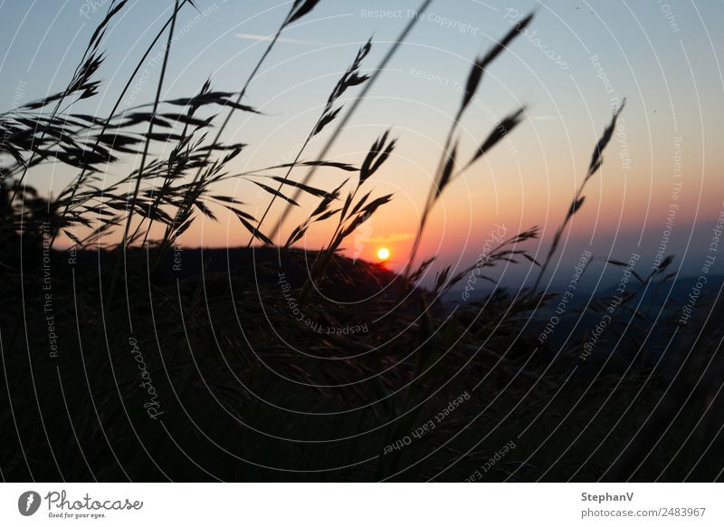 Sunrise with grasses Vacation & Travel Trip Expedition Cycling tour Summer Summer vacation Mountain Hiking Nature Landscape Plant Cloudless sky Horizon Sunset