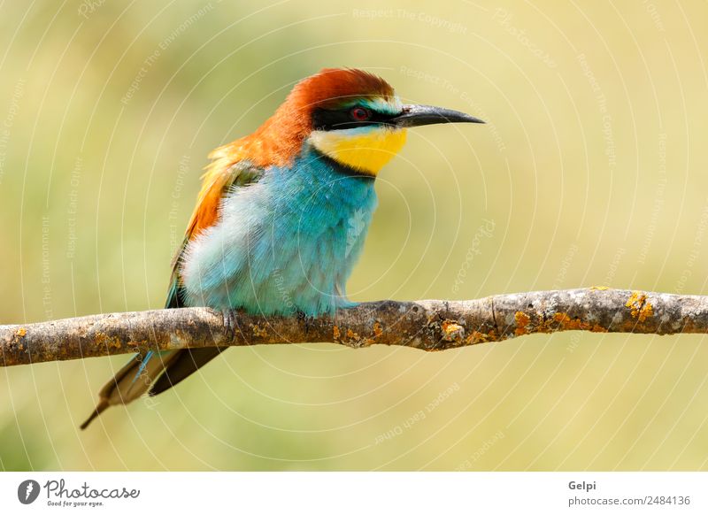 Portrait of a colorful bird Exotic Beautiful Freedom Nature Animal Bird Bee Glittering Feeding Bright Wild Blue Yellow Green Red White Colour wildlife bee-eater