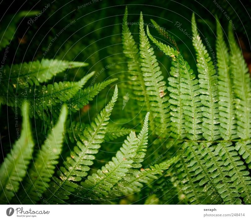 Fern Plants Pteridopsida Green Leaf royal fern spotted fern Nature Fern leaf delicate Stalk Plumed Fresh Growth Botany Herbs and spices Detail Section of image