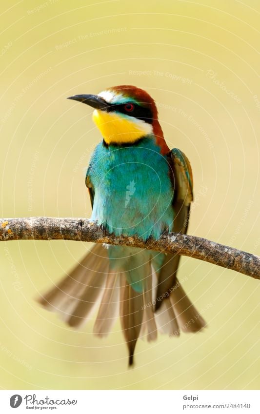 Portrait of a colorful bird Exotic Beautiful Freedom Nature Animal Bird Bee Glittering Feeding Bright Wild Blue Yellow Green Red White Colour wildlife bee-eater