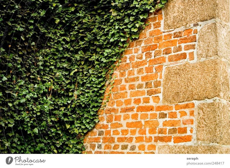 Wall Wall (barrier) stone brick stonewalled House (Residential Structure) Wall (building) Ivy Plant Creeper overgrown Extra Seam Sandstone Abstract Diagonal