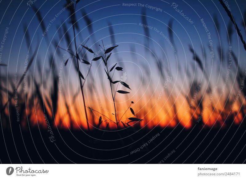 Summer evening in the Camargue III Environment Nature Sunrise Sunset Beautiful weather Plant Foliage plant Field Emotions France Blade of grass Common Reed Red