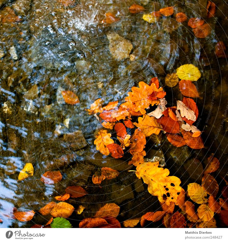 autumn Nature Esthetic Autumn Autumn leaves Leaf Transience Autumnal Drops of water Water River Brook Banks of a brook Source Riverbed Oak tree Oak leaf Clarity