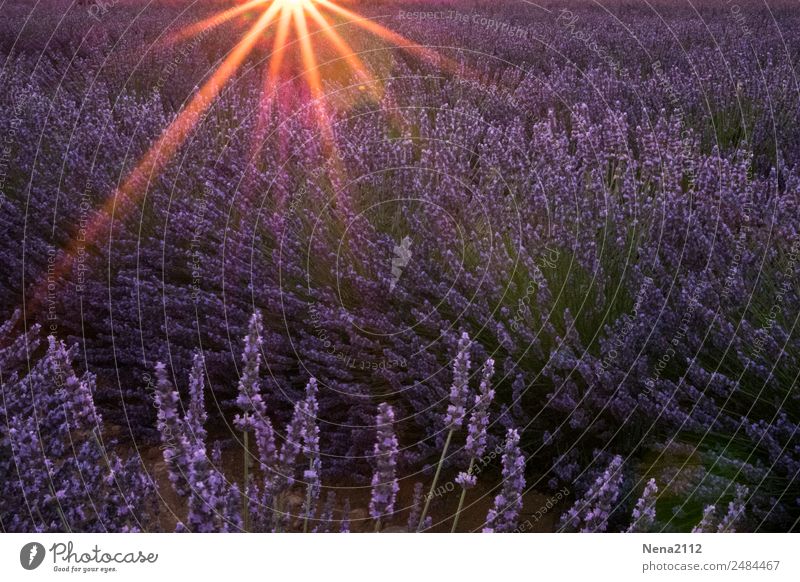 Field of lavender | it smells like ... the Provence Lavender Lavender field Sun Sunset Wind purple sniffing Fragrance Southern France vacation Gorgeous