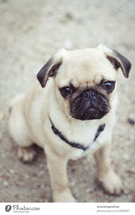 No pug's gonna complain with a meatball in his stomach. Sand Animal Pet Dog Pug Puppy 1 Baby animal Cute Beautiful Goggle eyes Colour photo Subdued colour