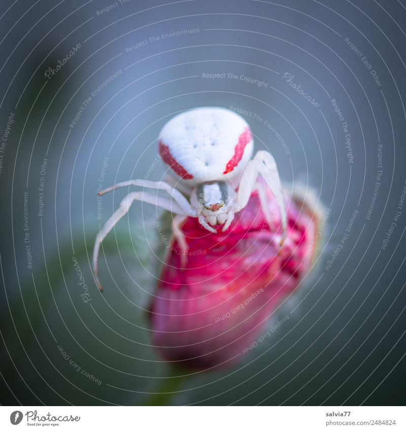 Crime thriller. Murder lust. Nature Flower Blossom Animal Spider Crab spider Observe Hunting Crawl Threat Astute Gray Red White Watchfulness Dangerous