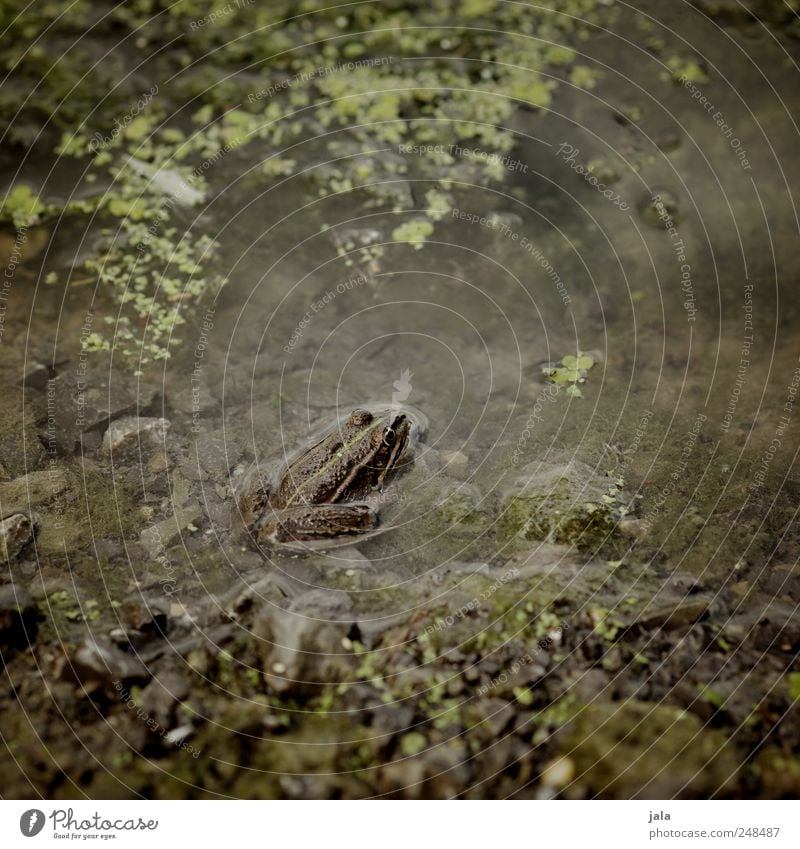 frog Plant Aquatic plant Bog Marsh Lake Animal Wild animal Frog 1 Stone Water Natural Brown Green Pond Camouflage Colour photo Exterior shot Deserted Day