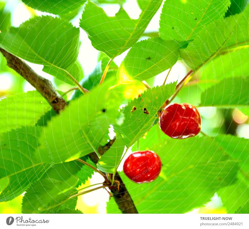 Two red cherries on the branch under bright green leaves Food Fruit Cherry Nutrition Environment Nature Summer Beautiful weather Tree Leaf Garden Happiness