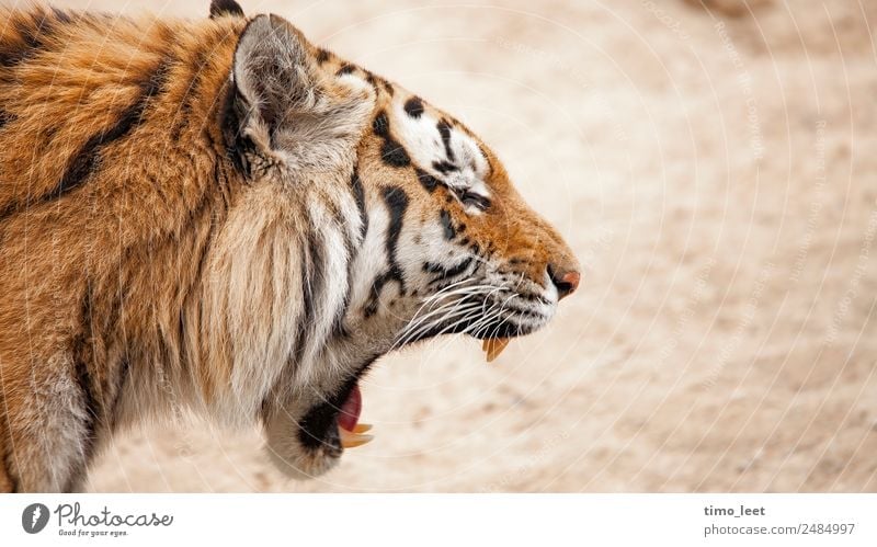 large cuddly tiger