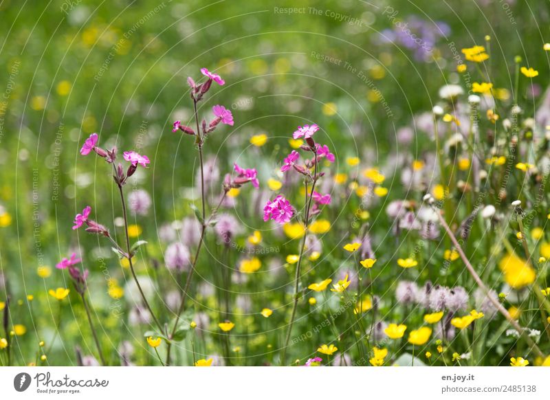 Small but fine Nature Plant Spring Flower Blossom Meadow flower Garden Park Flower meadow Blossoming Fragrance Happiness Beautiful Multicoloured Yellow Pink