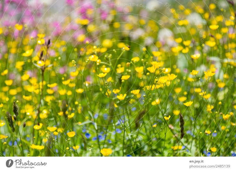 spring Nature Plant Spring Summer Flower Flower meadow Garden Happiness Beautiful Kitsch Multicoloured Yellow Joie de vivre (Vitality) Spring fever Romance
