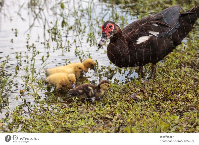 Mother and Baby Muscovy ducklings Cairina moschata Summer Parents Adults Family & Relations Nature Animal Pond Wild animal Bird Animal face 4 Flock Baby animal