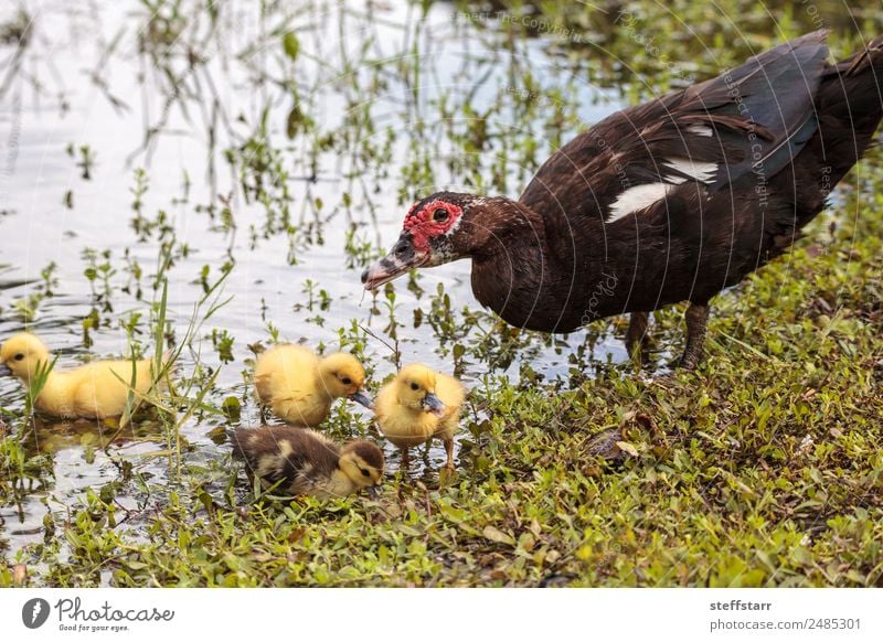 Mother and Baby Muscovy ducklings Cairina moschata Summer Parents Adults Family & Relations Nature Animal Pond Wild animal Bird 4 Flock Baby animal Cute Chick