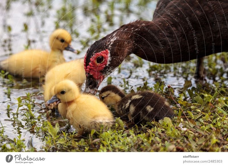 Mother and Baby Muscovy ducklings Cairina moschata Summer Parents Adults Family & Relations Nature Animal Pond Wild animal Bird 4 Baby animal Cute Brown Yellow