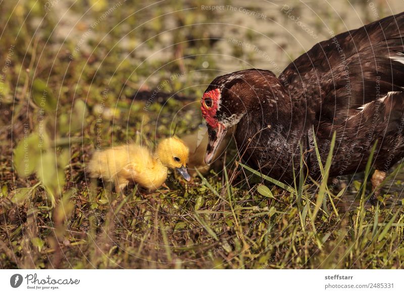 Mother and Baby Muscovy ducklings Cairina moschata Summer Parents Adults Family & Relations Nature Animal Pond Wild animal Bird 4 Flock Baby animal Cute Yellow