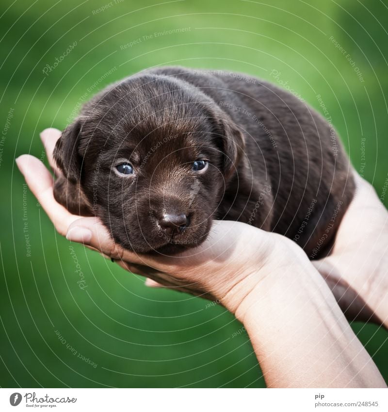 Dog In Hand Eyes Hand A Royalty Free Stock Photo From Photocase