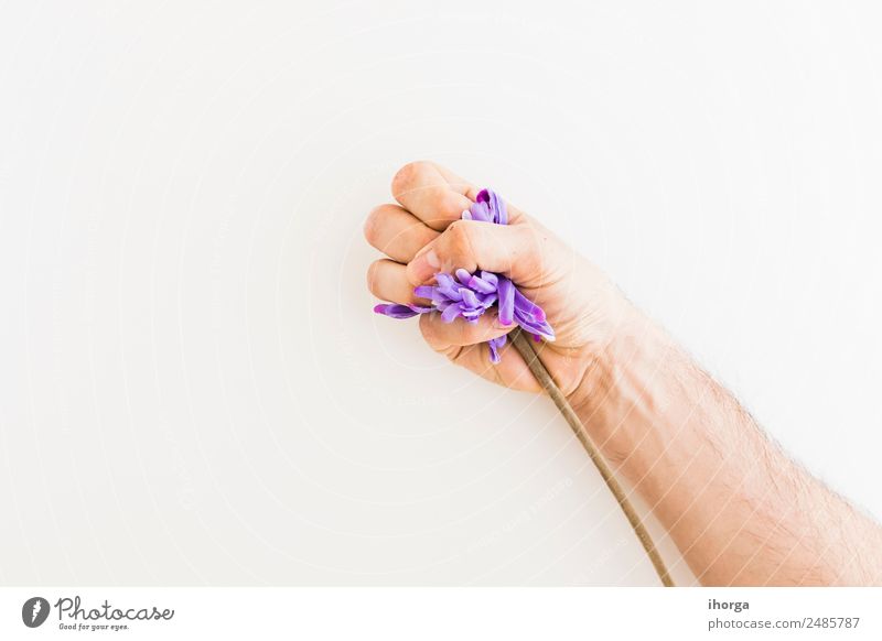 Human hand catching a Dandelion on white background Herbs and spices Beautiful Garden Human being Hand Fingers Nature Plant Flower Leaf Blossom Fresh Natural