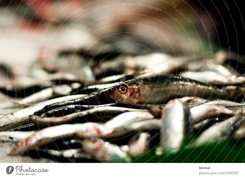 Out of the crowd Fish Seafood Nutrition Dinner Covered market Market stall Fish market Animal Farm animal Animal face Scales Eyes Lie Fresh Heap Death