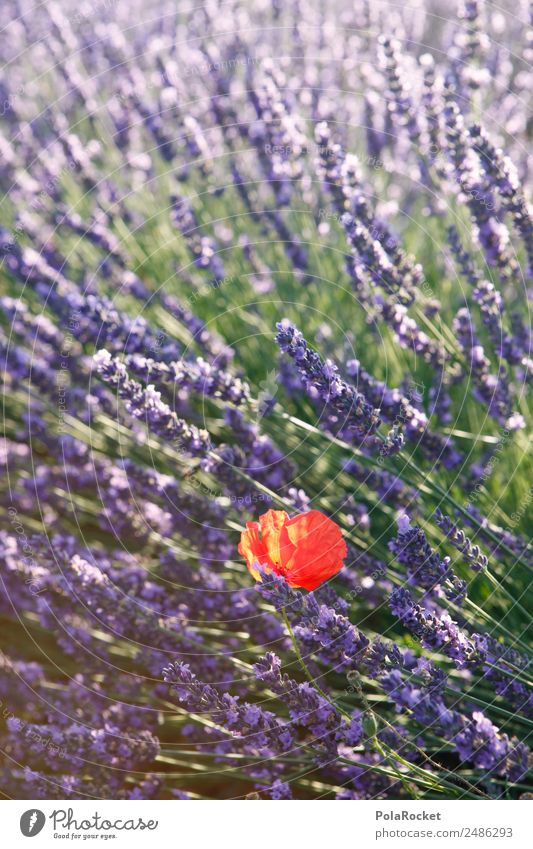 #A# purple-red Art Esthetic Poppy Poppy blossom Poppy field Lavender Lavender field Lavande harvest Violet Red minority Beautiful Field Blossoming