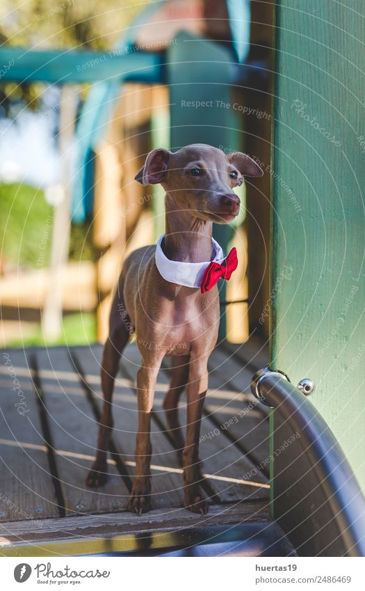 Little italian greyhound dog in the field Happy Beautiful Friendship Nature Animal Garden Park Pet Dog 1 Friendliness Happiness Funny Cute Brown Love of animals