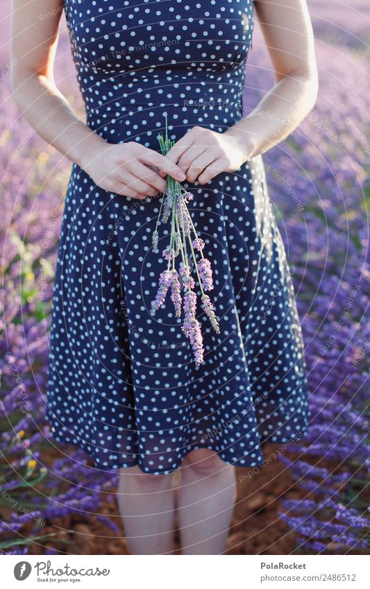 #A# Lavender morning 1 Human being Art Esthetic Lavender field Lavande harvest Violet Flower Bouquet Blossoming Green pastures France Provence Skirt Spotted