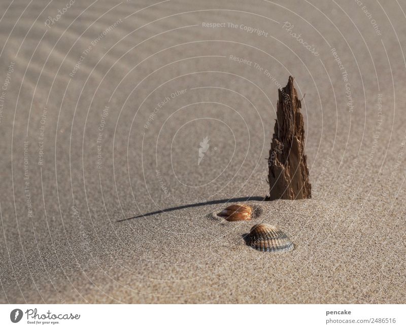 Dry spell on the water search. Nature Elements Sand Summer Beach Stand Wait Drought 3 Still Life Mussel Wood Driftwood Statue Undulation Desert Colour photo