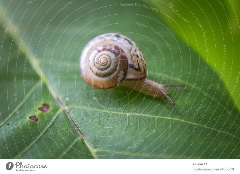 camper Environment Nature Plant Leaf Animal Snail 1 Slimy Brown Green Speed Mobility Lanes & trails Target Crawl Slowly Spiral Protection Feeler Pattern Rachis