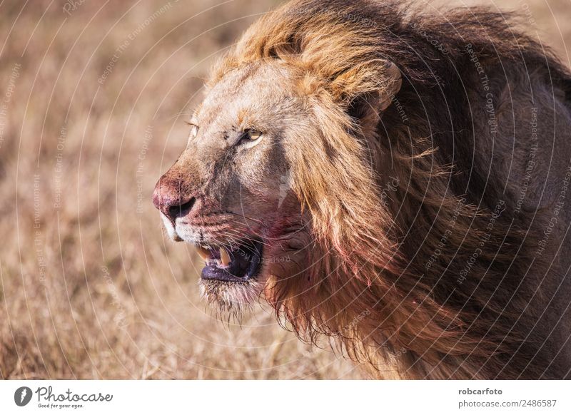 lion with bloodstained face Masai Mara in Kenya, Africa Beautiful Playing Safari Man Adults Nature Landscape Animal Grass Park Cat Stand Natural Wild Colour