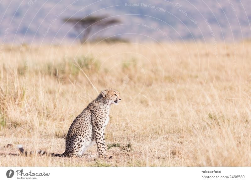 Cheetah in masai mara in kenya africa Beautiful Vacation & Travel Tourism Safari Mouth Nature Animal Sky Park Fur coat Cat Baby animal Natural Wild Blue Kenya